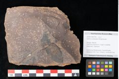 Foto (Objekt + Etikett) von Quercus palaeoilex Ettingshausen (NHMW-GEO-2024-0188-0783)